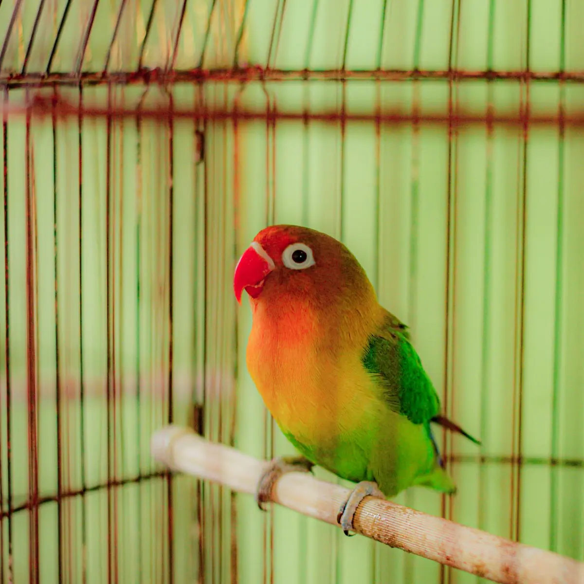 A small colourful bird on a perch inside a bamboo cage