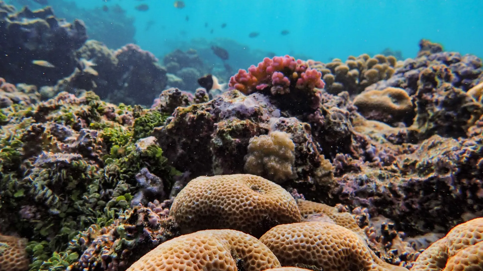 A butterflyfish over hard coral in clear water