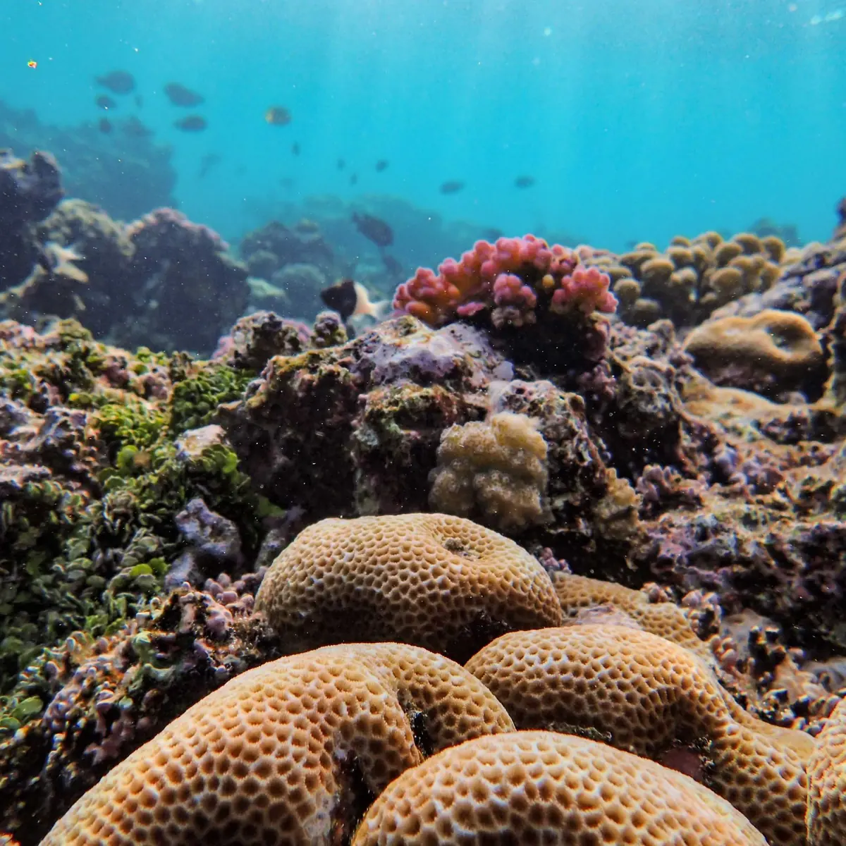 A butterflyfish swimming over hard coral